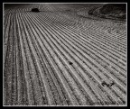 Cento - golena Cento - golena