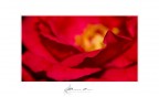 Red Passion Red Passion