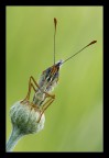 Ritratto di Melitaea sp. Ritratto di Melitaea sp.
