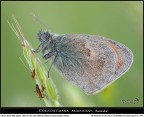 Solo lei... Coenonympha pamphilus !