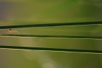 Doppia carreggiata Doppia carreggiata