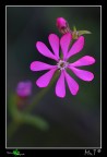 Fiorellino rosa Fiorellino rosa