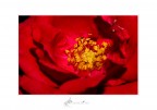 Red Passion (2) Red Passion (2)
