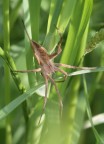 aracnide aracnide