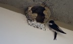 Birds at work Birds at work