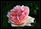 rosa inglese - Evelyn rosa inglese - Evelyn