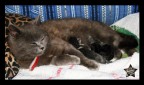 Dolce Mamma Dolce Mamma