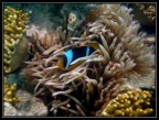 I have found Nemo I have found Nemo