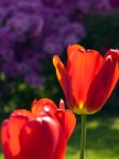 tulipani stresa tulipani stresa