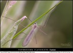 Tipulidae Tipulidae
