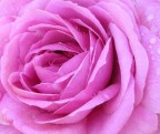 rosa rosaaaaaaaaa rosa rosaaaaaaaaa