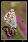 Polyommatus thersites Polyommatus thersites