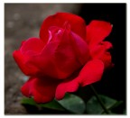 Rosa rossa.........