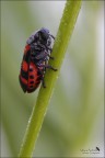 Cercopis vulnerata 1