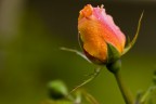 Una rosa! Una rosa!