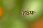 Scaeva pyrastri Scaeva pyrastri