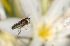 Eupeodes luniger Eupeodes luniger
