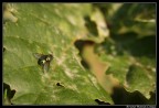 Mosca Mosca