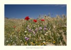 Fiori di campo