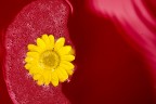 rosso e giallo