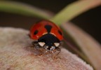 Coccinella