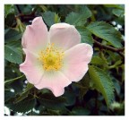 Rosa Canina