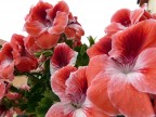 fiori 1 fiori 1