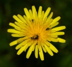 L' INVASIONE DI PRIMAVERA