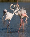 fenicotteri - camargue fenicotteri - camargue