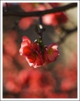 Primavera Primavera