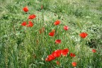 Primavera Primavera