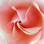 Pink Pink