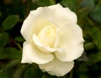 rosa in bianco rosa in bianco