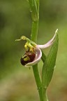 ophrys apifera sotto la pioggia ophrys apifera sotto la pioggia