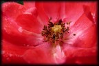 Cuore di rosa Cuore di rosa