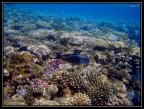 Reef Reef