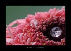 perle tra i coralli perle tra i coralli