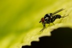 mosca mosca