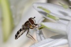 Eupodes luniger 3 Eupodes luniger 3