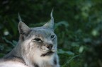 Lince Lince
