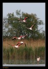 Camargue 2008 - L'abbandono Camargue 2008 - L'abbandono
