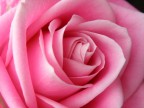 Una rosa Una rosa