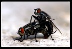 Mosche.........zozzone... Mosche.........zozzone...