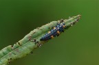 Larva di maggiolino Larva di maggiolino