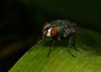 Mosca Mosca