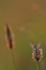 Timidina Timidina