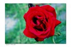 le mie rose le mie rose