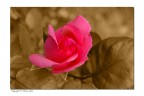 le mie rose le mie rose