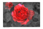 le mie rose le mie rose