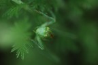 Nel Verde Nel Verde